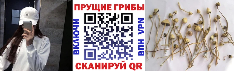 Псилоцибиновые грибы Magic Shrooms  Купить  Апатиты 
